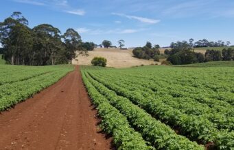 POLJOPRIVREDNI POTENCIJAL SRBIJE: Imamo više obradivog zemljišta po stanovniku od Kine, Japana i Indije zajedno!