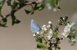 OČUVANJE BIODIVERZITETA: Srbija zauzima svega 2,1 odsto Evrope, ali je dom mnogih biljnih i životinjskih vrsta!