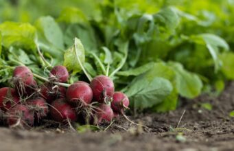 ORGANSKA POLJOPRIVREDA: Kako do zdravije hrane