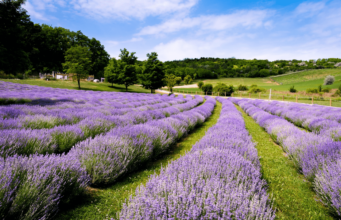 LAVANDA: Napravite Provansu u svom vrtu