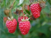 Dnevnice za berače voća i do 5.000 dinara