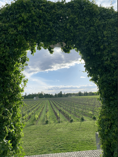 Vinogradi, Foto- Marko Nisić